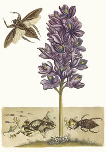 Eichhornia crassipes. Uit het boek Metamorphosis insectorum Surinamensium