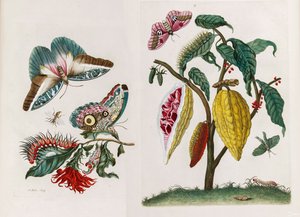 Uit het boek Metamorphosis insectorum Surinamensium