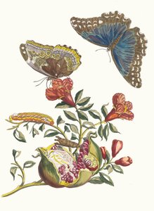Grenadier. Uit het boek Metamorphosis insectorum Surinamensium, 1705 door Maria Sibylla Merian