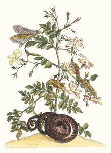 Jasminum grandiflorum. Uit het Boek Metamorphosis insectorum Surinamensium, 1705
