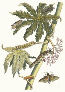 Papay. Uit het boek Metamorphosis insectorum Surinamensium, 1705
