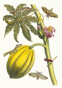 Papaja. Uit het boek Metamorphosis insectorum Surinamensium, 1705