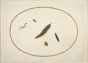 Rupsen en insecten, in een horizontaal ovaal, omrand met een gouden lijn, fijn uitgevoerd als een miniatuur door Maria Sibylla Merian