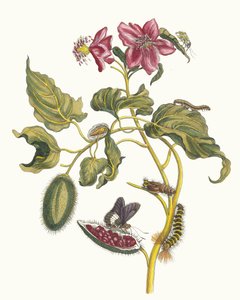 Rocu. Uit het boek Metamorphosis insectorum Surinamensium, 1705
