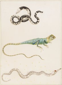 Zuid-Amerikaanse kleinkopwormhagedis, leguaan of Oost-Indische boomhagedis en zeenaald door Maria Sibylla Merian