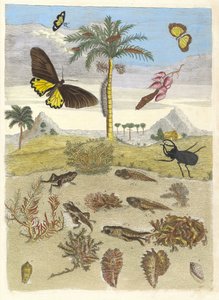 Hertkever, Amfibieën en Palmbomen. Uit het Boek Metamorphosis insectorum door Maria Sibylla Merian