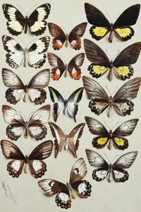 Vijftien koninginnenpages (familie Papilionidae) in drie kolommen door Marian Ellis Rowan