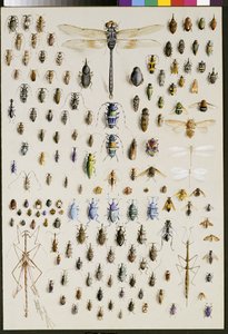 Honderdvijftig insecten, gedomineerd door een grote libel bovenaan door Marian Ellis Rowan