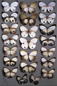 Papoea Vlinders 2