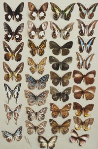 Drieëndertig vlinders, in vier kolommen, behorend tot de Papilionidae en Danainae families door Marian Ellis Rowan