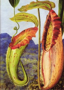 Een nieuwe bekerplant uit het kalksteengebergte van Sarawak, Borneo door Marianne North