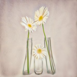 Elegante witte gerbera