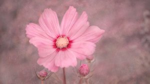 Zachtroze cosmos door Marie-anne Stas