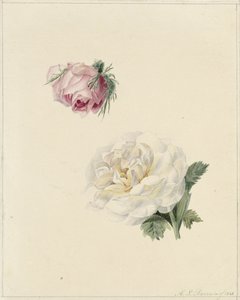 Studies van een roze en een witte roos