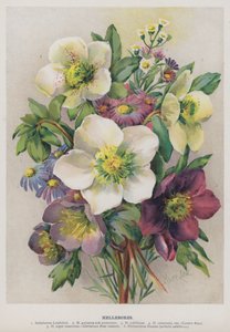 Helleborussen door Marie Low