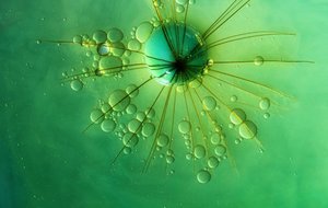 Groene bubbel met sterrenpatroon door Marijose Cueli