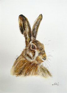 Portret van een alerte haas door Marina Kozyr