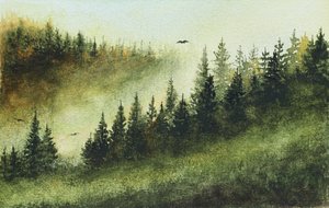 Mistig groenblijvend bos