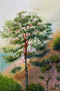 Dennenbos in aquarel