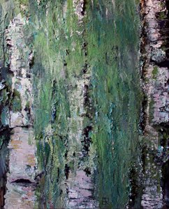 Groene, bemoste berkenbast door Marina Nelson