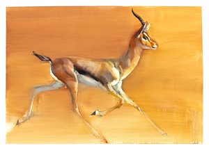 Arabische gazelle door Mark Adlington
