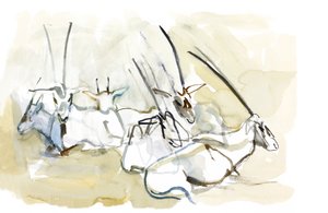Arabische Oryx, 2010