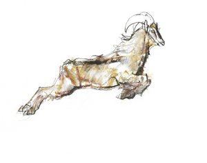 Arabische Tahr, 2009