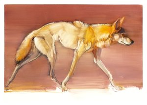 Arabische Wolf, 2010 door Mark Adlington
