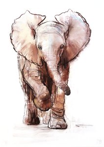 Baby Olifant, Loisaba, 2018