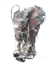 Baby Olifant Studie, 2018