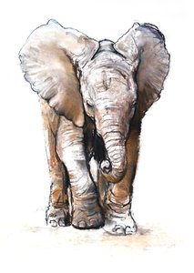 Concentratie (baby olifant), 2018