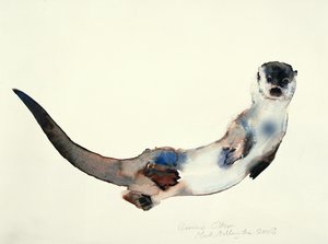 Nieuwsgierige Otter