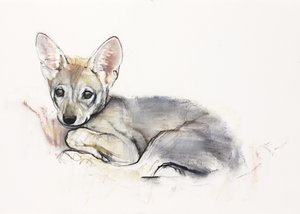 Gekrulde Arabische Wolvenwelp, 2009 door Mark Adlington