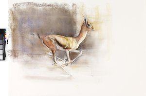 Woestijnwind (Arabische Gazelle) door Mark Adlington