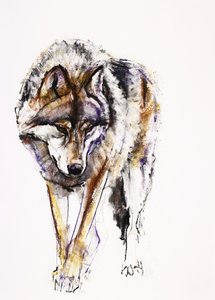 Europese Wolf door Mark Adlington