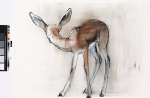 Gazellejong (Arabische Gazelle)