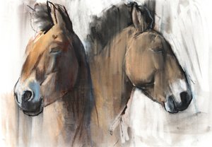 Hoofd Studie (Przewalski) 2012