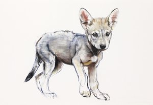 Aarzelende Arabische Wolvenpup, 2009 door Mark Adlington