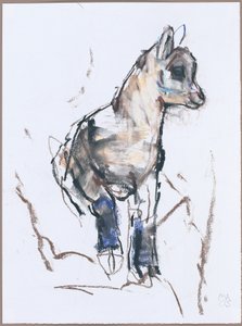 Steenbokjong