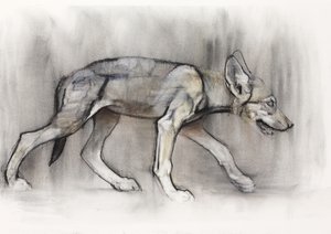 Mager Pup (Arabische Wolf), 2009 door Mark Adlington