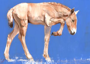 Przewalski Veulen, 2012