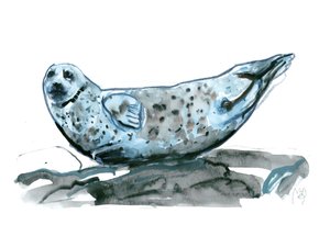 Rocky (zeehond)