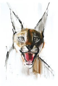 Snarl (Arabische karakal), 2009