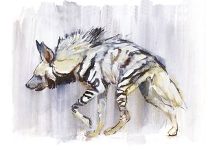 Gestreepte hyena, 2010