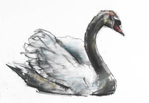 Zwaan door Mark Adlington