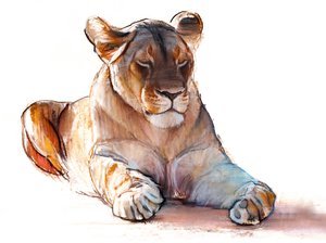 Yogi leeuwin, 2019