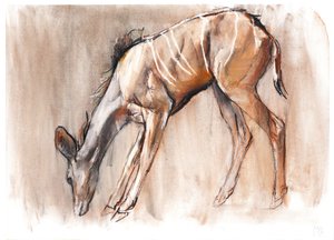 Jonge Kudu, Loisaba, 2018