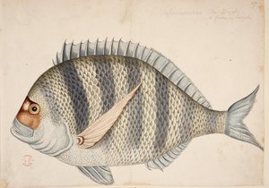 Een vis door Mark Catesby