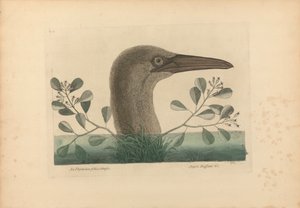An Thymelaea foliis obtusis; Anseri Bassano &c: De grote domoor, plaat 86 uit de 
