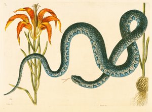 Anguis, de Wampum Slang, plaat 58, vol. 1 uit de 